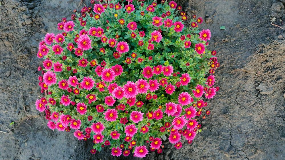 Хризантема мультифлора