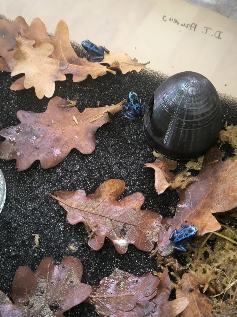 Dendrobates tinctorius Azureus Drzewołazy żabki tropikalne