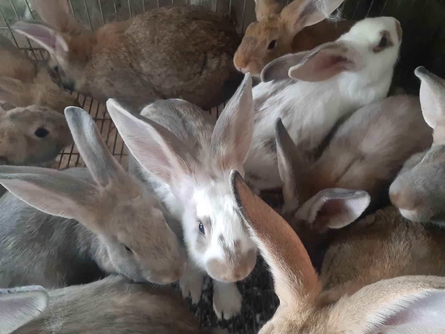 Coelhos criação caseira