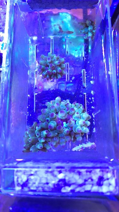 Ukwiał Cribrinopsis Crassa - szczepka