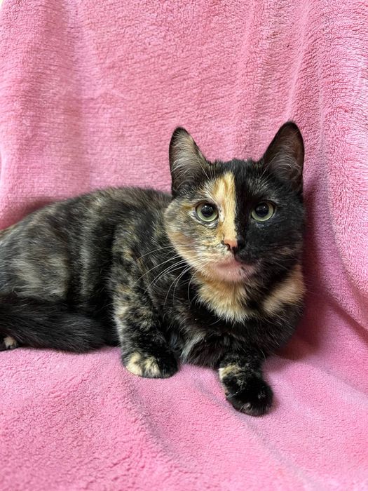 Кошеня дівчинка 5-6 міс. Трьохмасна. Шукає сімʼю!