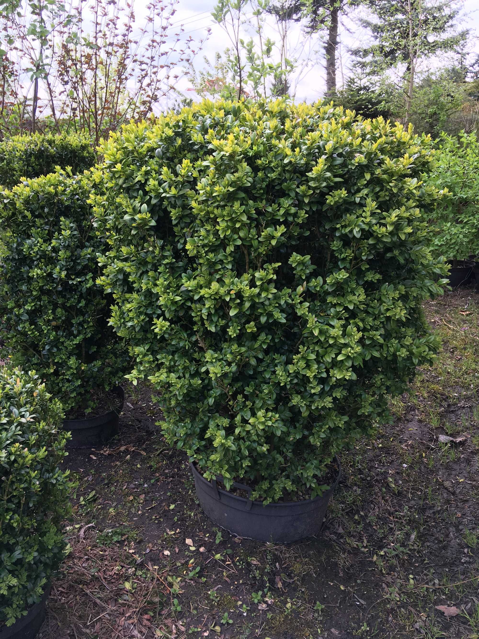 Duży Bukszpan - (Buxus) formowany-kula 100-110cm - szkółka W-wa