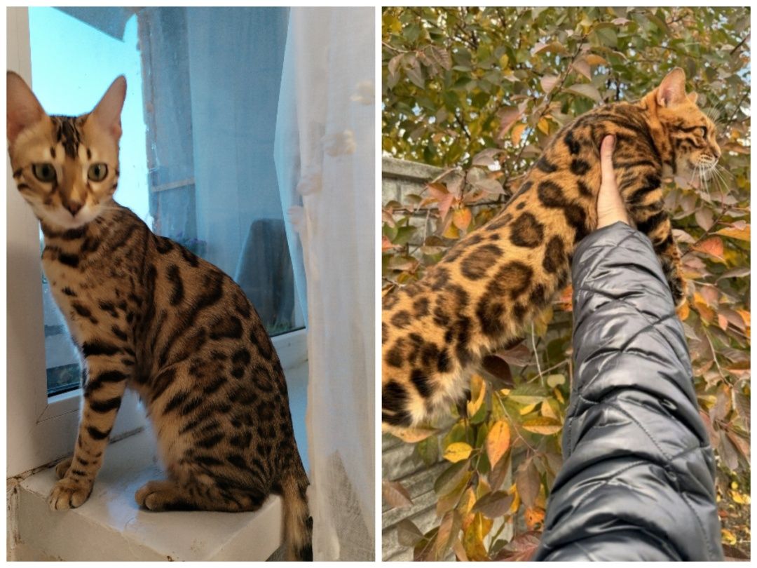 Бенгальске кошеня, дівчинка
