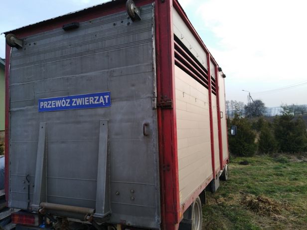 Transport przewóz z licencją bydła zwierząt