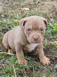 American Bully śliczny piesek