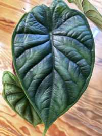 Planta Alocasia Dragon Scale