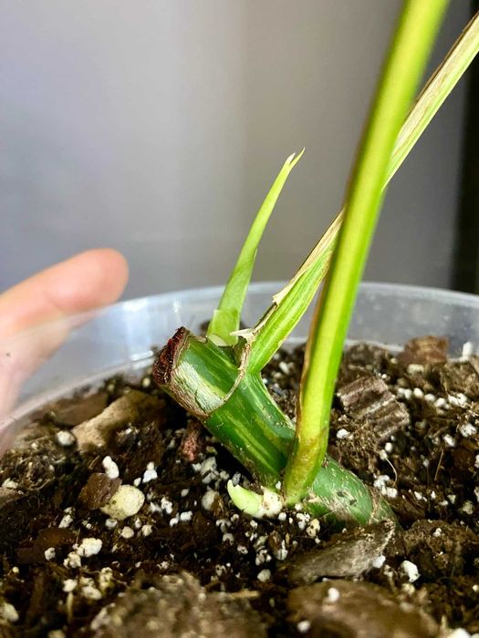 монстера мініма  (тетрасперма рафідофора) варієгатна