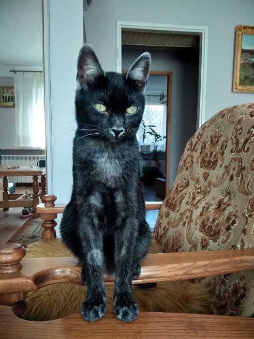 Cudny srebrny Dyzio szuka domu