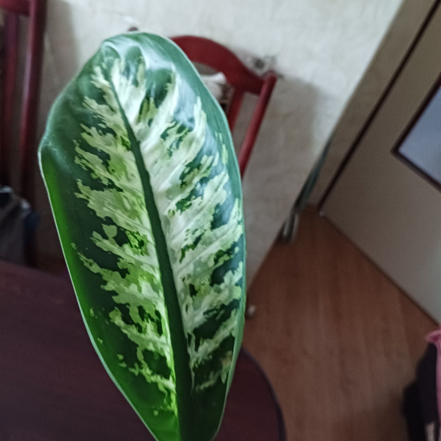 64. Diffenbachia