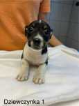 Jack Russell Terrier