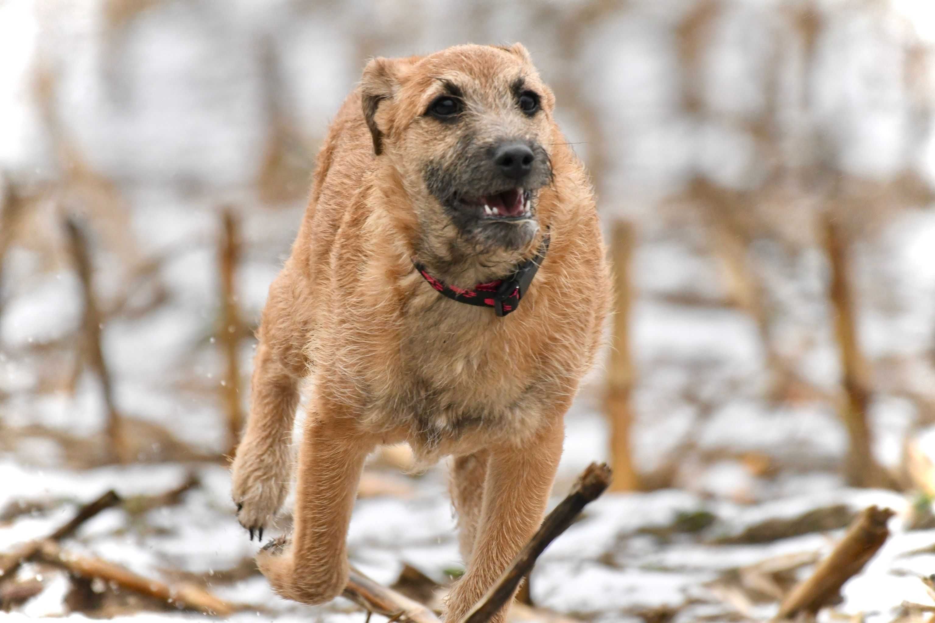 KRUSZON ok. 5 miesięczny piesek mix teriera do adopcji.