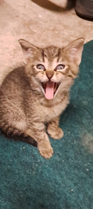 Koty za darmo 2 chłopaki i dziewczyna. Teraz jest jeden.