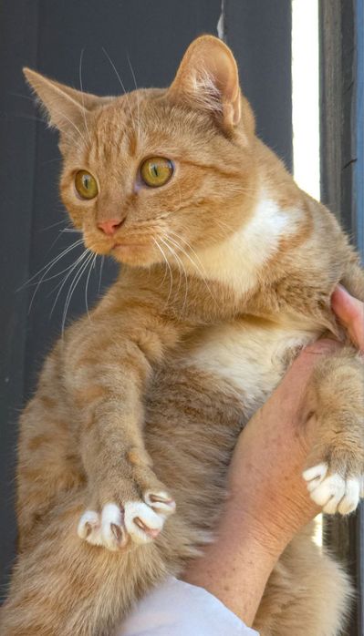 Хлопчик- підліток в добрі руки