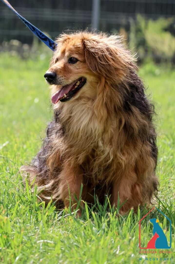 Bardzo fajny, przyjazny, śliczny  piesek Balto szuka domu!