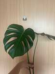 Monstera sadzonka Szczytowa