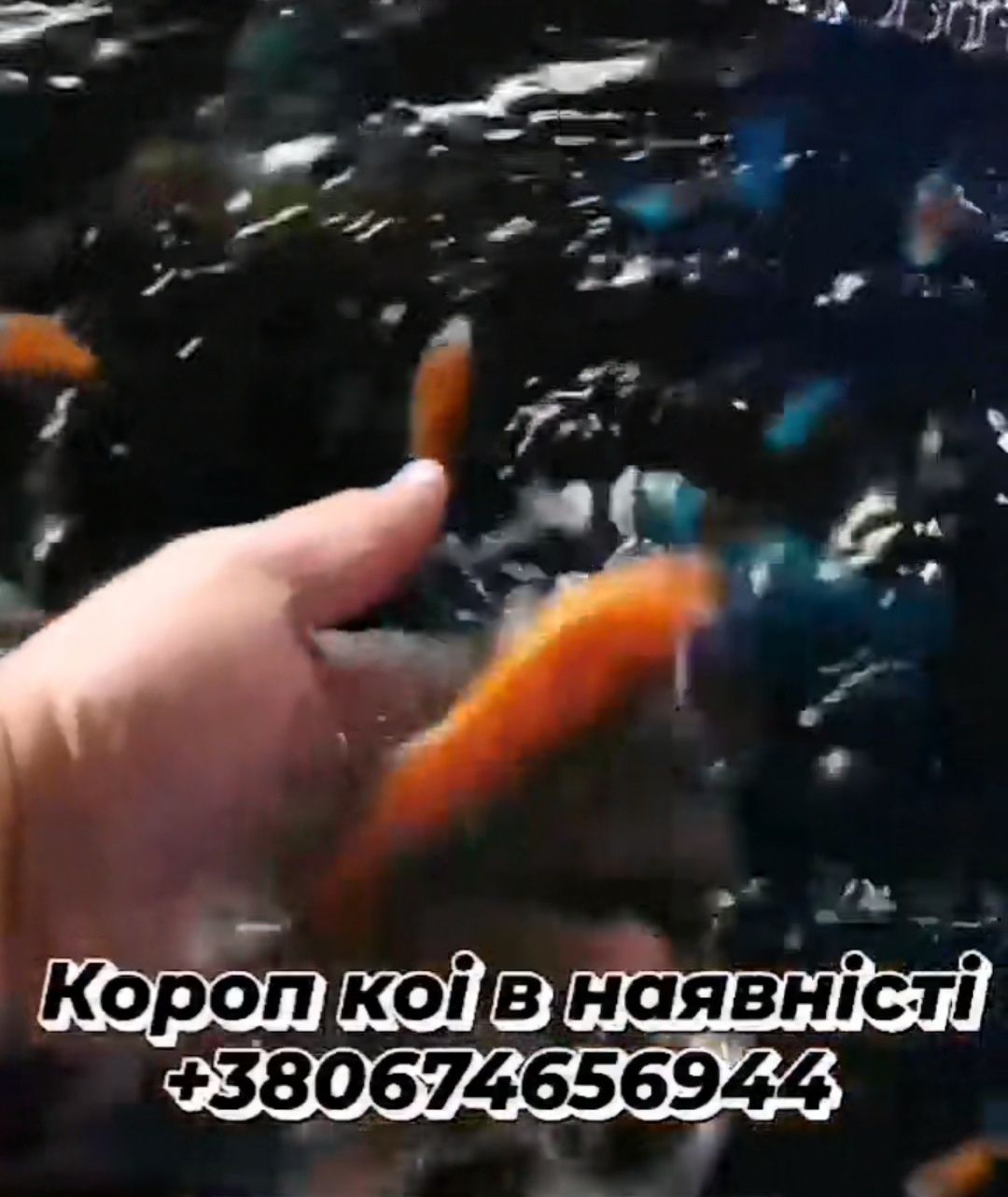 Рибки для ставка, короп коі Україна, короп коі ціна, ставок, акваріум