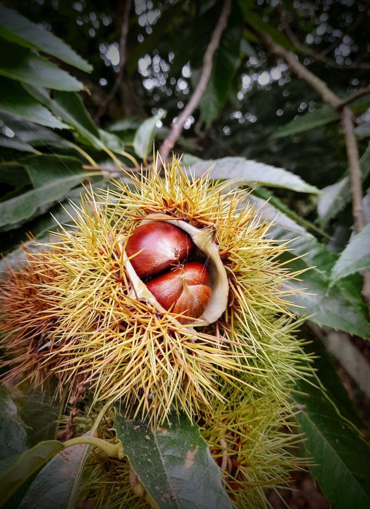 Castanhas biológicas
