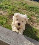 Maravilhosos peluchinhos bichon