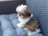 Shih-tzu  szczeniak z Rodowodem
