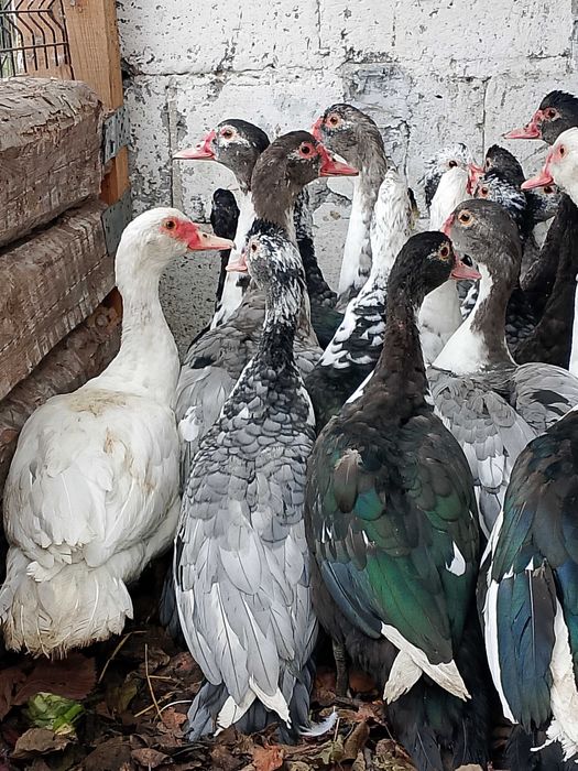 Kaczki francuskie/piżmowe