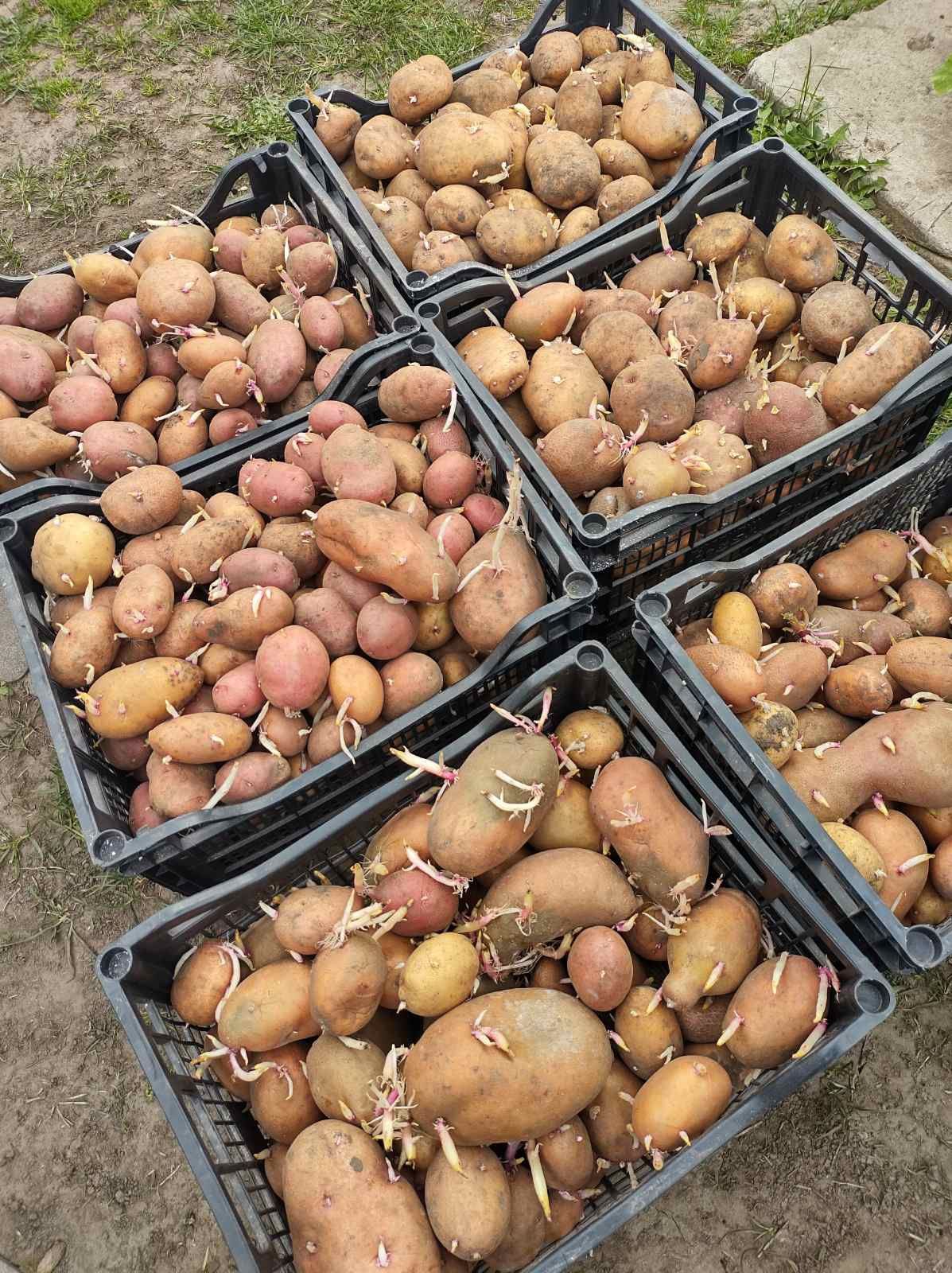 Посадкова картопля на посадку Слов'янка та інші сорти мікс