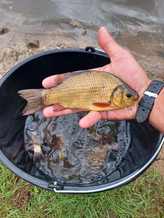 Karaś złoty . Miętus , Palia , Sandacz , Lin.