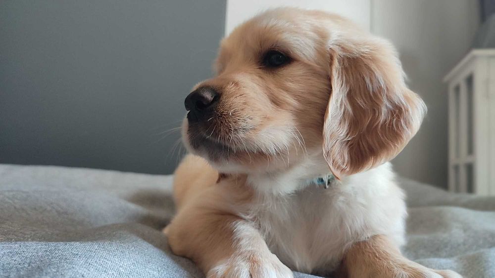Golden Retriever szczenię do rezerwacji