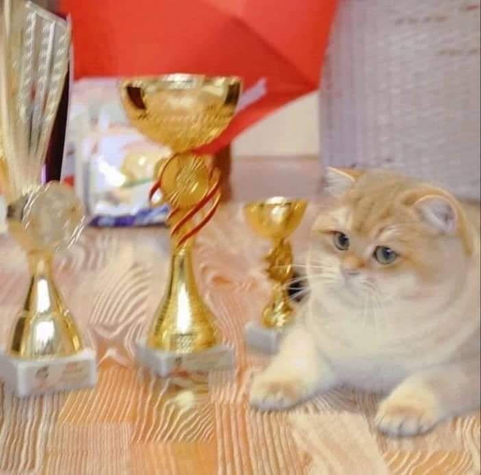 Котики британськоі золотої шиншили кошенята