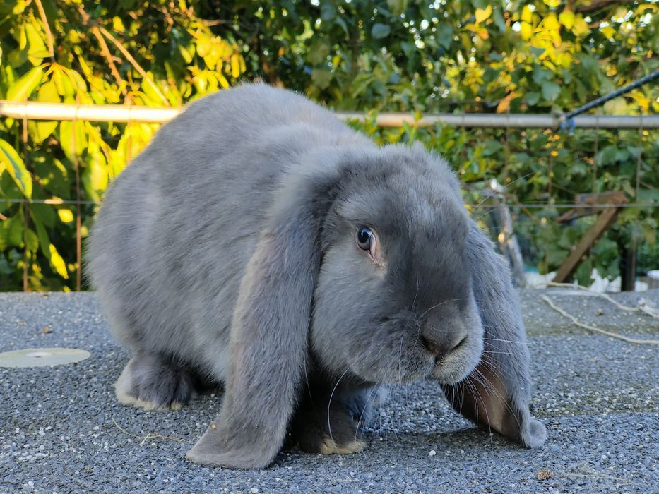 Króliki barany francuskie