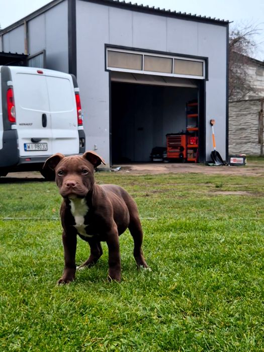 Szczeniak Pitbull szuka nowego domu