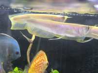 Arowana Albina (Osteoglossum Bichirroshum)