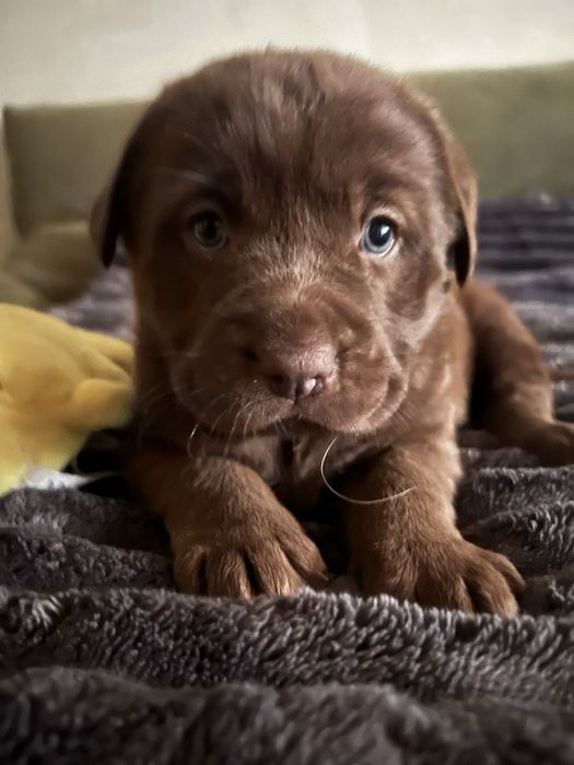 Лабрадор щенки 1,5 месяца