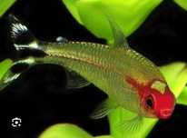 Rodostomus- zwinnik czerwonousty