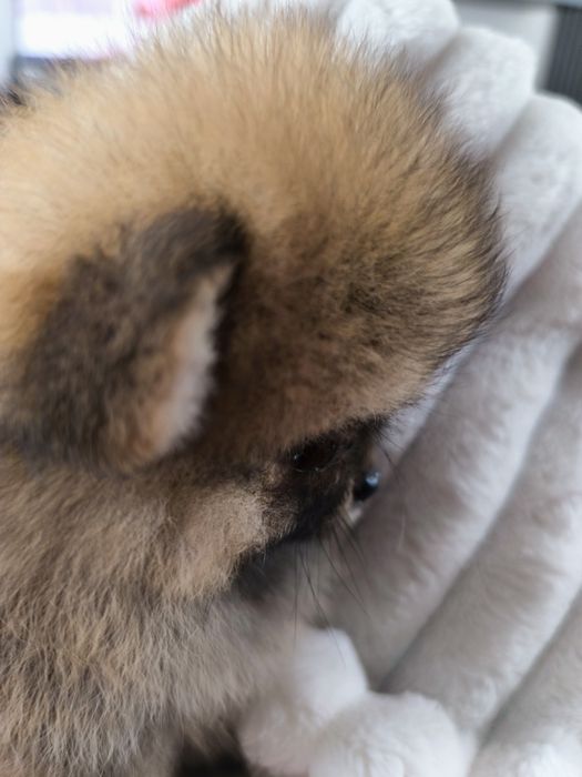 Spitz Anão Lulu da Pomerânia. Lop e Afixo Super mini. Russo