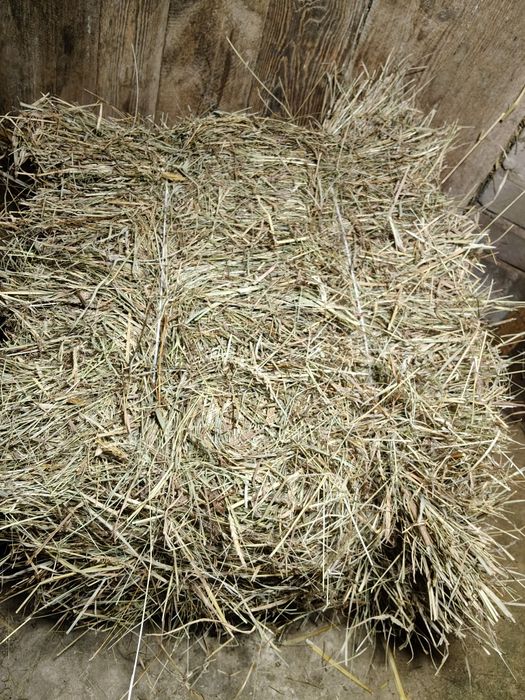 Kostki siana z tegorocznych zbiorów