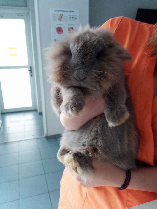 Подарую кролика з кліткою