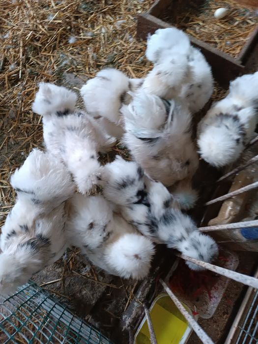 .Jajka lęgowe silek, sprzedam