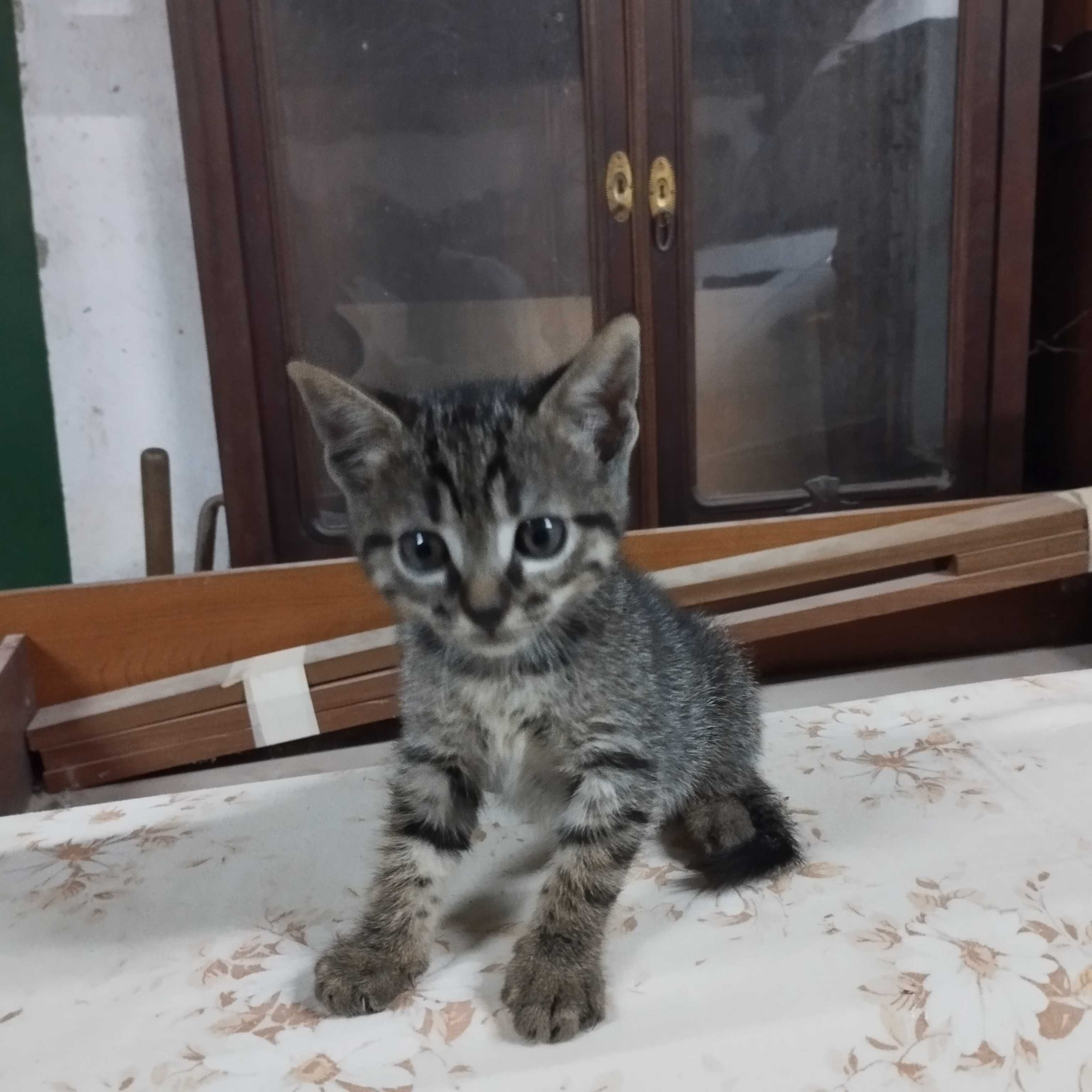 Gatinhos bebés para adopção