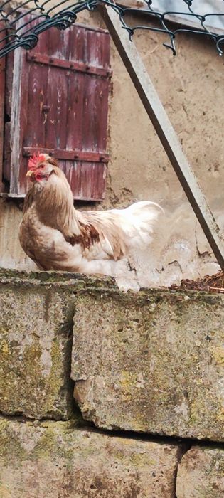 Młode koguty z własnego chowu