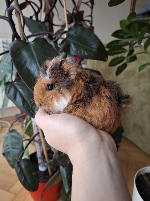 Świnka morska TEDDY ! oswojone zdrowe świnki