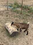 Vendo casal cabras anãs
