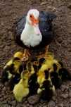 Patos mudos para cedencia