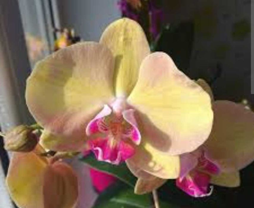 Орхідея Амбер Принцес