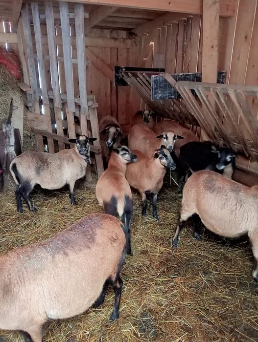 Sprzedam owce młode