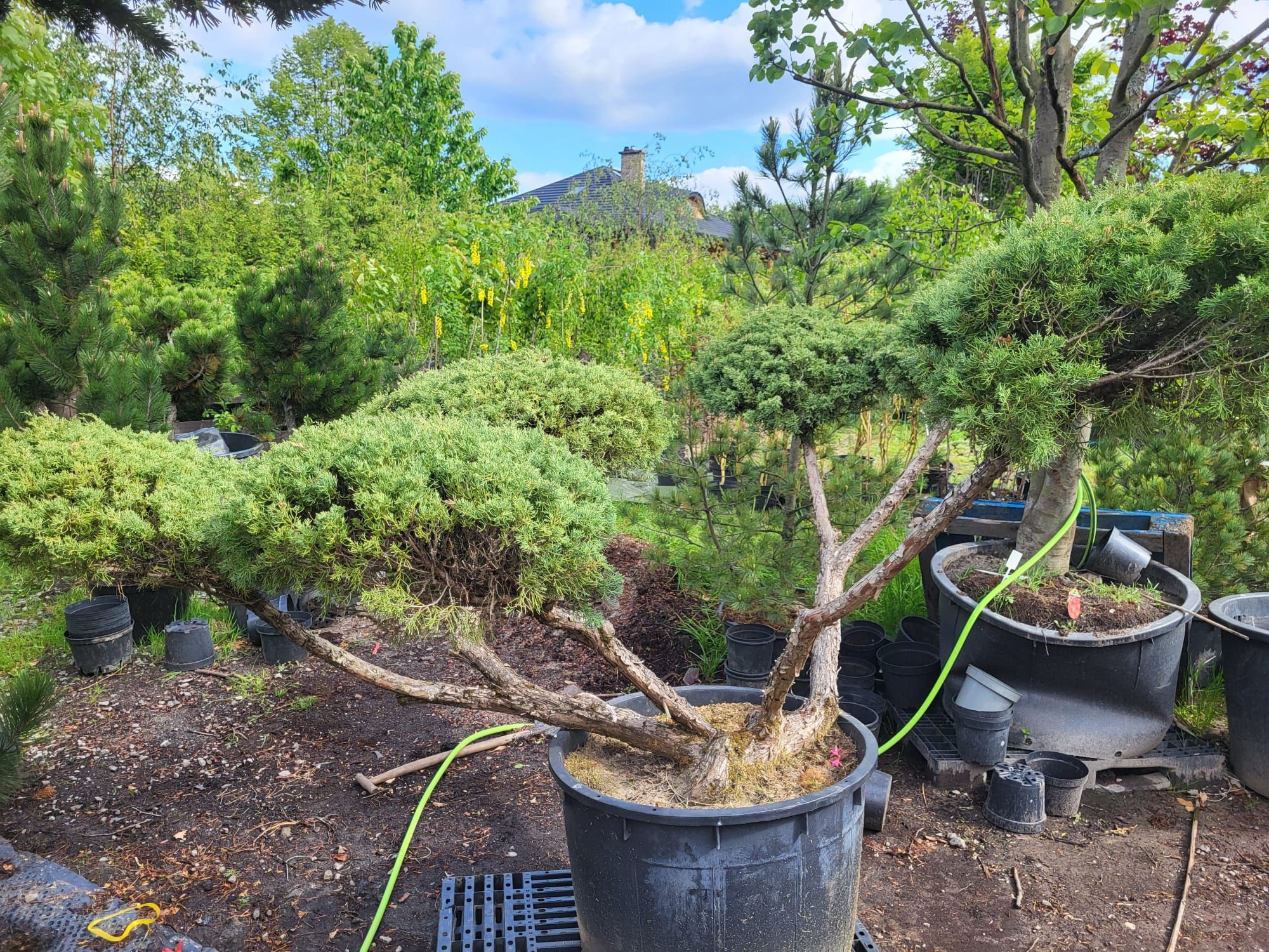 Bonsai Jałowiec 30letni