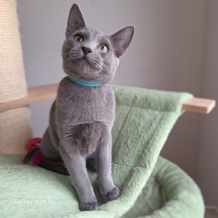 Kocurek rosyjski niebieski