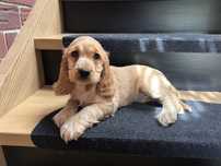 Cocker spaniel angielski sunia
