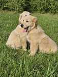 Golden retriever szczeniaczek