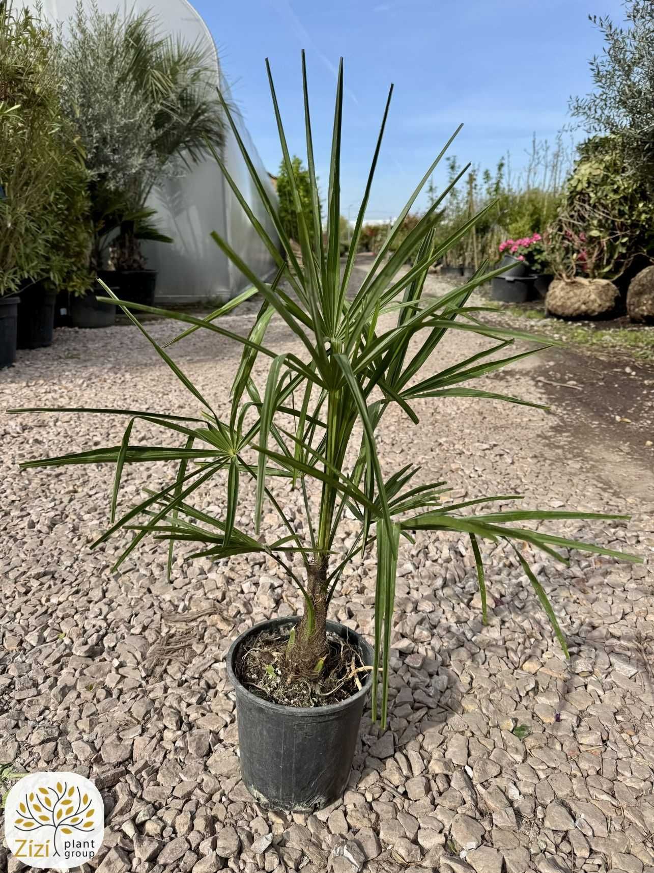 Szorstkowiec Fortunego, Trachycarpus fortunei, pień 5-10,15-20cm,palma