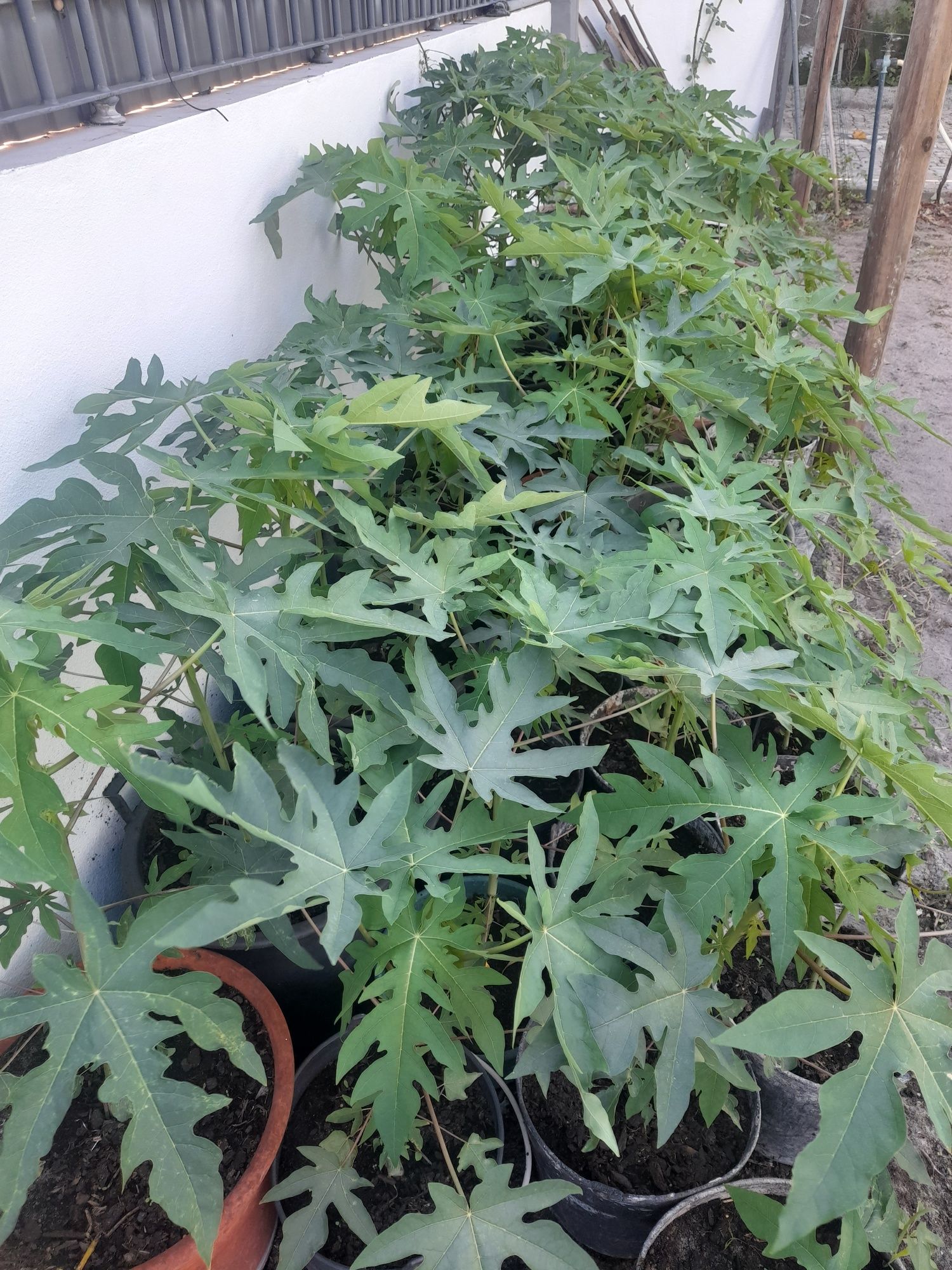Pes de mamoes varios tamanhos